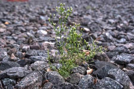 Wildflower growing on stones, in stark contrast to its green color with granite