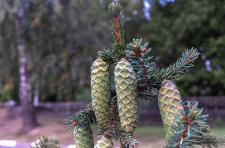 A young pine tree with cones on the branches is ready to decorate the winterの写真素材
