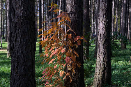 Autumn yellow-red leaves on a young Rowan tree in a pine Parkの写真素材