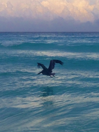 Bird flyingの素材