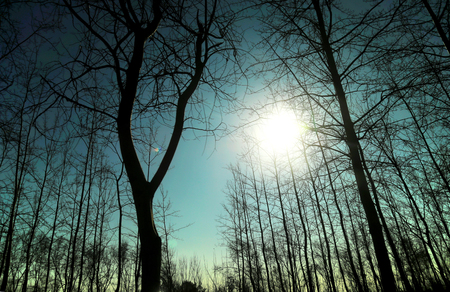 Winter Woods Winter Woods
