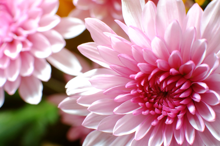 Daisyの写真素材