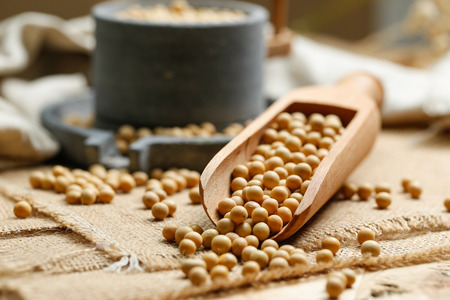 Soybeans in wooden scoop and a little stone mill
