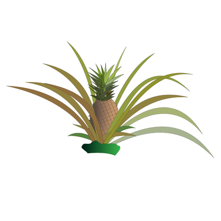 Pineapple bush with fruits. Isolated vector illustration.のイラスト素材
