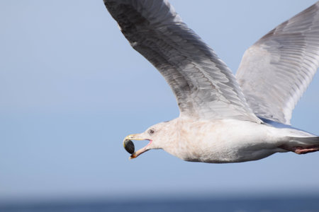 Seagull flying with shell in its mouthの写真素材