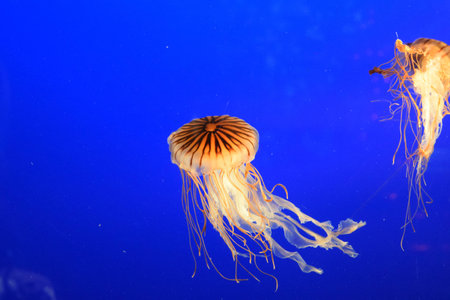 Jelly fish danceの写真素材