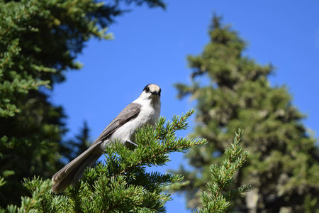 Whiskey Jack in Strathcona Park - Vancouver Islandの写真素材