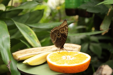 Butterfly on fruit, Blijdorp Zoo, Rotterdam, Netherlands