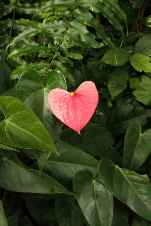Pink flower, Blijdorp Zoo, Rotterdam, Netherlandsの写真素材