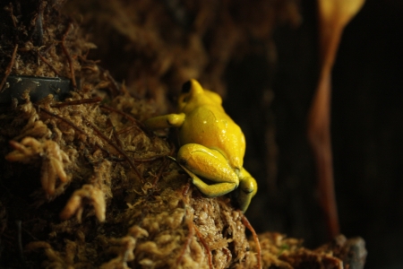 Frog, Blijdorp Zoo, Rotterdam, Netherlandsの写真素材