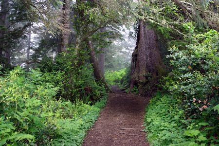 Forest Pathの写真素材