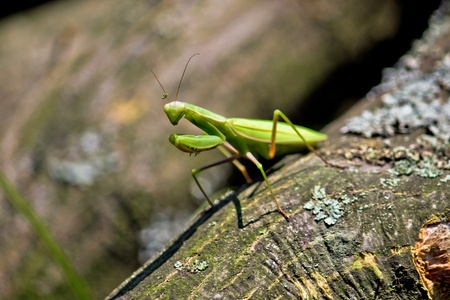 Green Praying Mantis in natural wooden environmentの写真素材