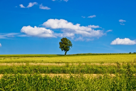 Single tree on yellow field under blue skyの写真素材