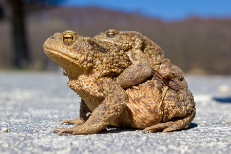 Pair of brown Frogs in the natureの写真素材