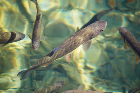 Plitvice lakes national park fish in clean turquoise water