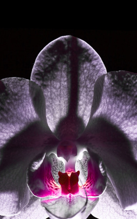 Orchid flower petals unde light vertical viewの写真素材