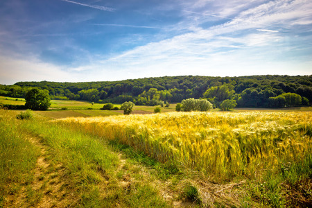 Idyllic agricultural landscape summer view, wheat field, Croatiaの写真素材