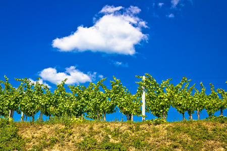 Vineyard on hill summer view, Prigorje region of Croatiaの写真素材