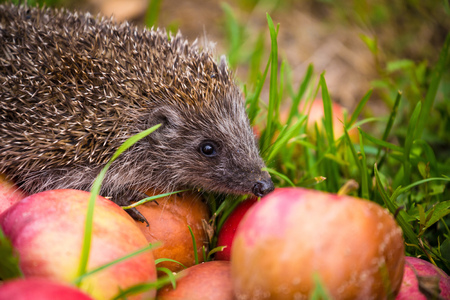 Hedgehog on aplles in nature view, wildlife portraitの写真素材