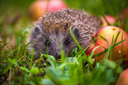 Hedgehog and aplles in nature view, wildlife portrait of Erinaceus europaeusの写真素材