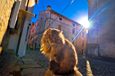 Cat on sun rays on street of Groznjan village, Istria region of Croatiaの写真素材