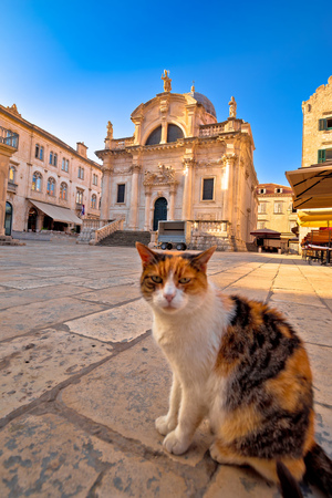 Cat posing on Dubrovnik street and historic architecture view, Dalmatia region of Croatiaの写真素材