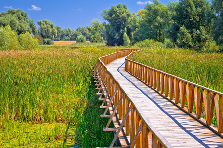 Kopacki Rit marshes nature park wooden boardwalk view, Baranja region of Croatiaの写真素材