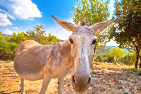 Dalmatian island donkey in nature, animal in the wild, Croatiaの写真素材