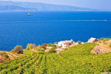 Vineyards by the sea on Brac island view, Dalmatia archipelago of Croatiaの写真素材