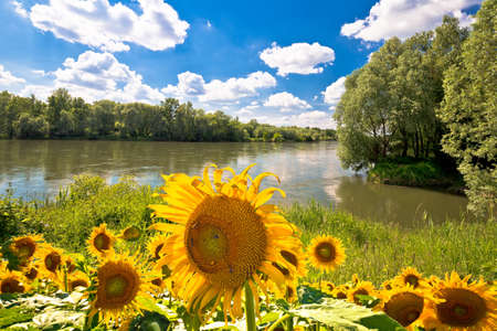 Drava river green landscape and sunflower view, Podravina region of Croatiaの写真素材