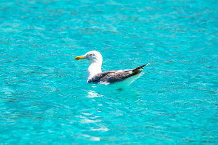 Seagull on turquoise sea portrait, animal on the beachの写真素材