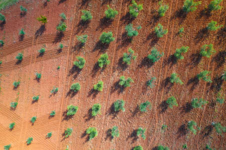 Olive trees plantage groove on red soil aerial view, production of extra virgin olive oil, Istria region of Croatiaの写真素材