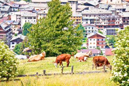 Town of Bormio and cow herd in Alpine landscape view, Province of Sondrio, Lombardy, Italyの写真素材