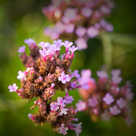 Macro Image of Little Pink Verbena Flowers.  Selective focus. Closeup, Macro image.の写真素材
