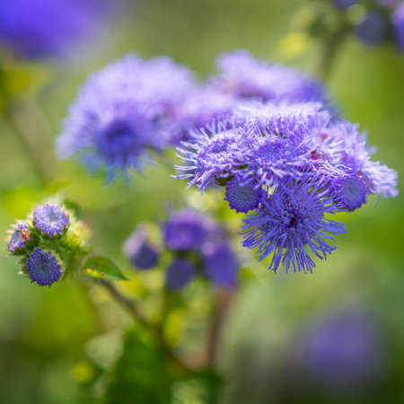 Macro image of Blue Ageratum Flowers. Selective focus. Fine Art Photography