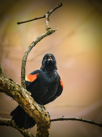 A black bird with striking red and yellow patches on its wings perches on a tree branch, its beak open as if calling out. The background is softly blurred, highlighting the vibrant colors of the bird.の写真素材