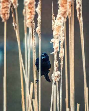 A blackbird perches on a tall reed, surrounded by the soft texture of dry cattails. The bird's open beak suggests a call or song amidst the tranquil wetland setting.の写真素材