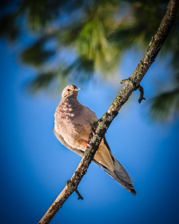 A lone dove perches gracefully on a slender branch, set against a vibrant blue sky. The background is softly blurred with hints of green foliage, highlighting the bird's delicate plumage.の写真素材