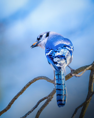 A blue jay perches gracefully on a branch, showcasing its vibrant plumage against a soft, blurred background. The bird seems poised and attentive, adding a touch of serenity to the scene.の写真素材