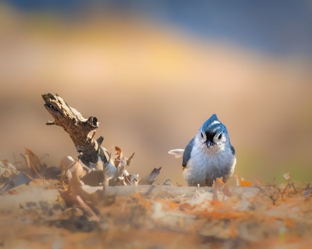 A small bird with bluish-gray plumage stands on a bed of dry leaves, surrounded by a soft, blurred background that suggests a serene autumn day. The bird gazes curiously at the viewer.の写真素材