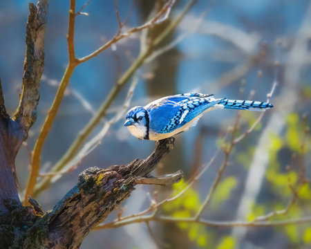 A blue jay perches gracefully on a tree branch, surrounded by budding spring foliage. The vibrant blue and white feathers stand out against a soft, blurred background.の写真素材