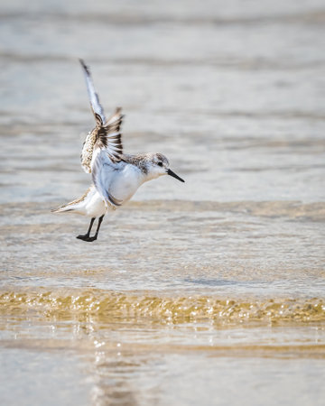 A small bird is captured in mid-flight just above the clear, gentle waves of the sea. Its wings are fully extended, and the calm blue water provides a serene backdrop.の写真素材