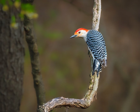 A woodpecker with striking black and white stripes and a vibrant red head perches gracefully on a curved branch. The background features a soft, blurred mix of green and brown hues.の写真素材