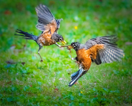 Two birds engage in mid-air interaction over a grassy field, each holding onto a wriggling worm. Their wings are outstretched, showcasing a dynamic moment in nature.の写真素材
