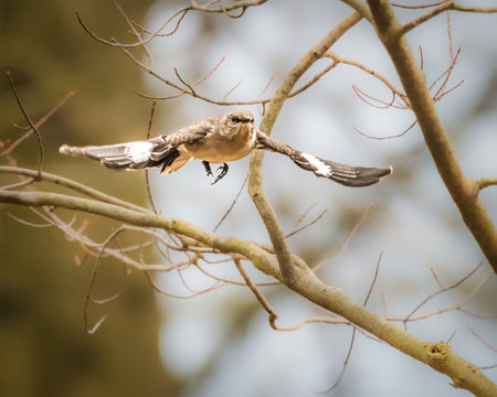A bird is captured in mid-flight among bare tree branches, its wings spread wide with white and...