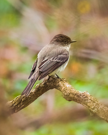 A small bird perches delicately on a branch, surrounded by a soft, blurred background of green and brown tones. Its feathers display a mix of subtle browns and whites.の写真素材