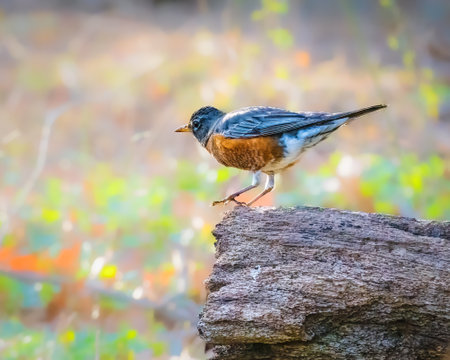 A bird with vibrant plumage perches on a weathered log, standing out against a softly blurred background of greens and browns. The scene captures a moment of stillness in nature.の写真素材