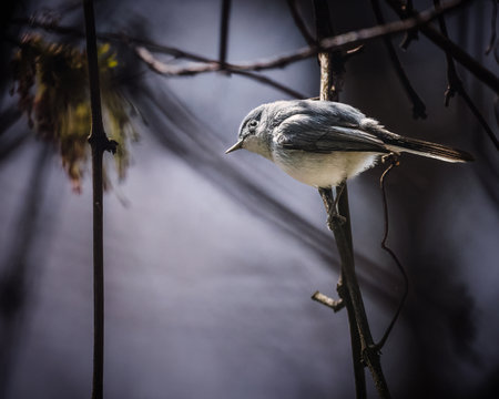 A small bird with gray and white plumage perches delicately on a thin branch, seemingly camouflaged against the dimly lit background. The focus on the bird highlights its subtle details.の写真素材