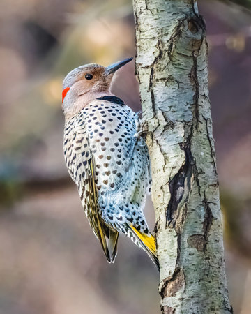 Northern Flicker. A woodpecker with a distinctive red patch on its neck and spotted plumage clings to the side of a tree. The background is softly blurred, emphasizing the bird's detailed markings.の写真素材