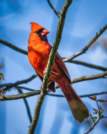 Vibrant Red Cardinal. A striking red cardinal perched on a branch against a clear blue sky. The bird's vivid plumage stands out sharply from the background.の写真素材